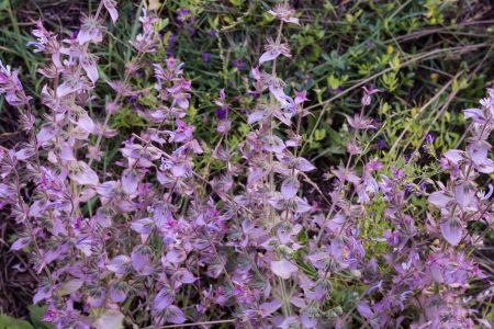 La salvia esclarea mejora la textura general de la piel mientras reduce el estrés y la ansiedad.